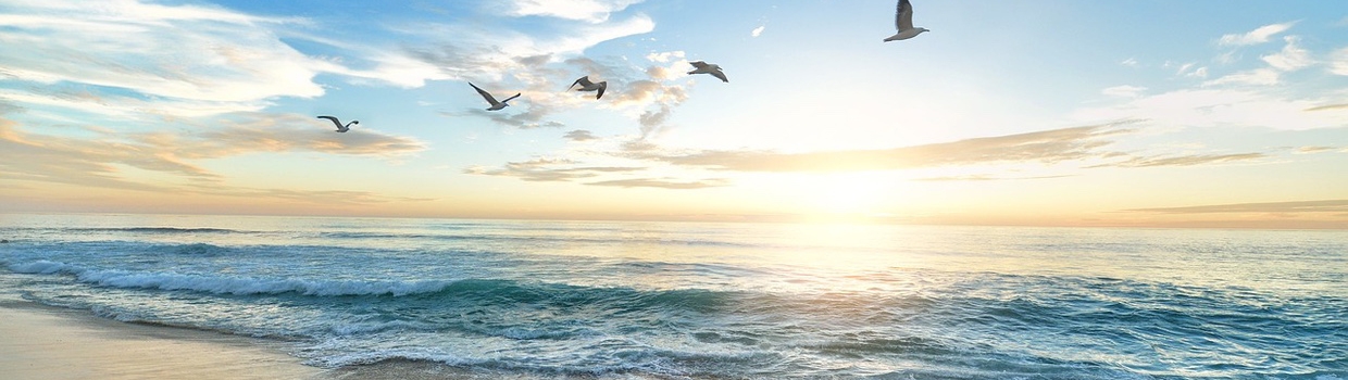 birds flying over the beach sunset